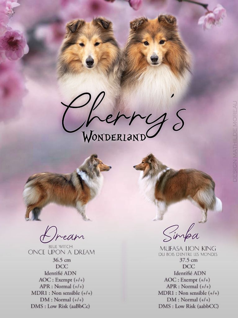 Cherry's Wonderland - Shetland Sheepdog - Portée née le 22/08/2020