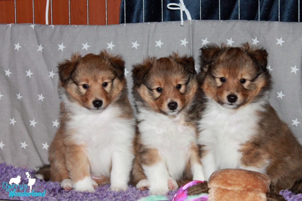 Cherry's Wonderland - Shetland Sheepdog - Portée née le 12/11/2021